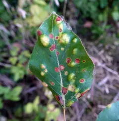 Taphrina populi-salicis thumbnail 3