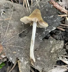 Entoloma flavoviride thumbnail 2