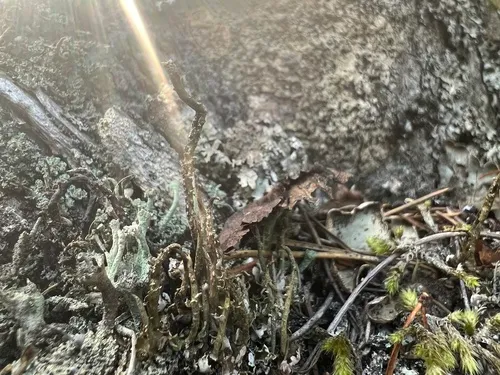 Bullet-proof Pixie Lichen