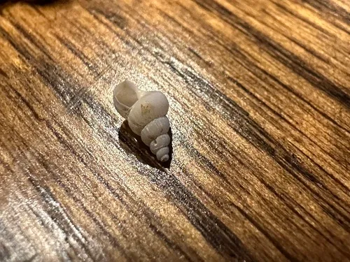 brown-band wentletrap