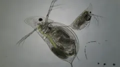Daphnia dubia thumbnail 2