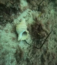 Ten-ridged Whelk thumbnail 3