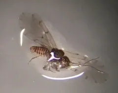Ectopsocus briggsi thumbnail 3