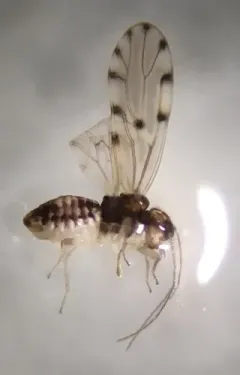 Ectopsocus californicus thumbnail 2