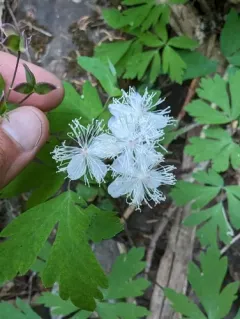 Willamette False Rue Anemone thumbnail 3