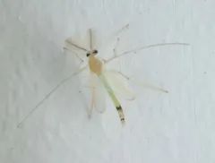 Stenochironomus macateei thumbnail 2