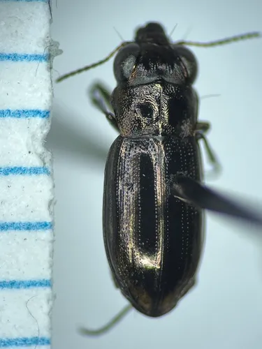 Notiophilus nitens