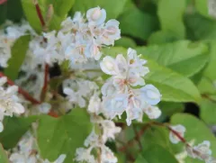 Bukhara Fleeceflower thumbnail 3