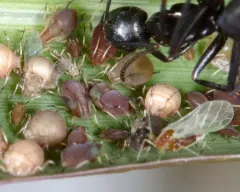 Rusty Plum Aphid thumbnail 2