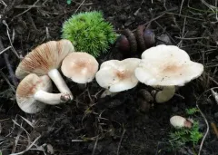 Lactarius fumosus thumbnail 3