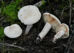 Lactarius subplinthogalus thumbnail 3