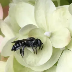 Megachile apicalis thumbnail 2