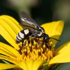 Squash Longhorn-Cuckoo thumbnail 4