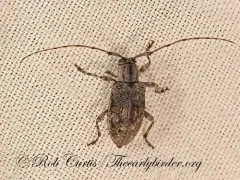 Astylopsis collaris thumbnail 3