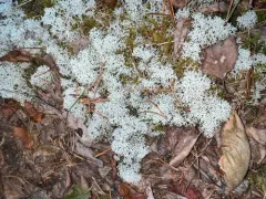 Cladonia pseudoevansii thumbnail 2