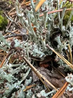Large-leaved Cladonia thumbnail 2