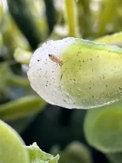 Larger Pale Booklouse thumbnail 3