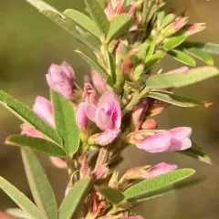 slender bush clover thumbnail 3