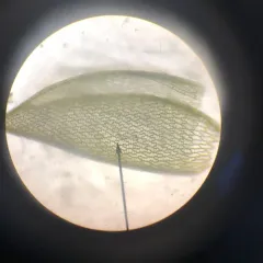 central sphagnum moss thumbnail 1