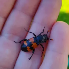 Margined Burying Beetle thumbnail 3