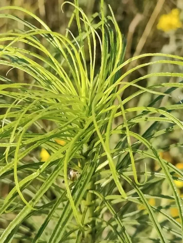 Willowleaf Sunflower