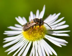 Dwarf Cellophane-cuckoo Bee thumbnail 1