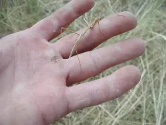 Prairie Walkingstick thumbnail 2