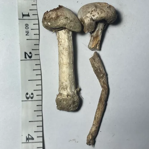 Tulostoma cretaceum