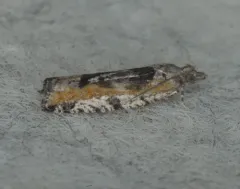 Birch Leafroller Moth thumbnail 3