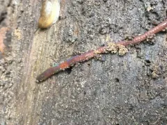 Chestnut Worm thumbnail 2