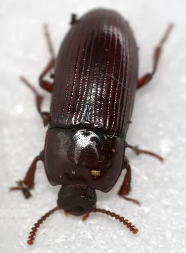 Uloma impressa