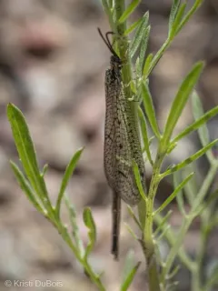 Brachynemurus henshawi thumbnail 2