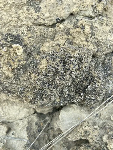 Psora vallesiaca