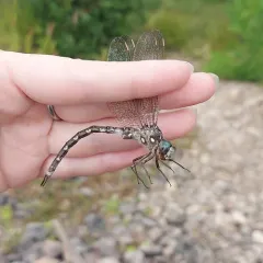 Ocellated Darner thumbnail 1