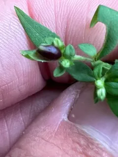 Asphondylia imbricata thumbnail 2