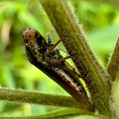Speckled Sharpshooter thumbnail 1