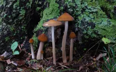 Beech Rooter thumbnail 6