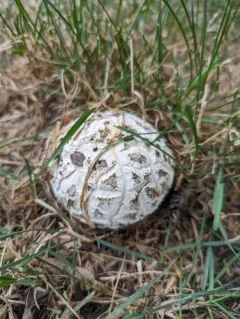 Corkstar Puffball thumbnail 3