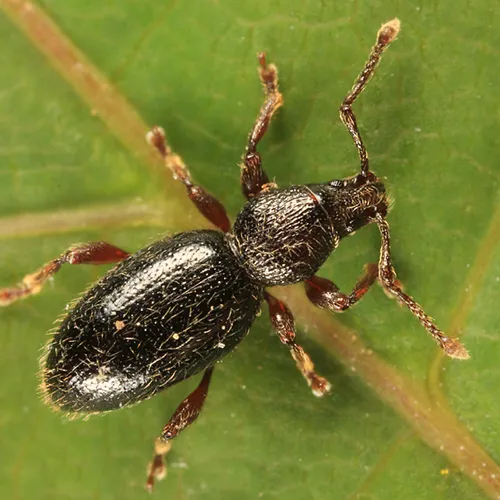 Stomodes gyrosicollis