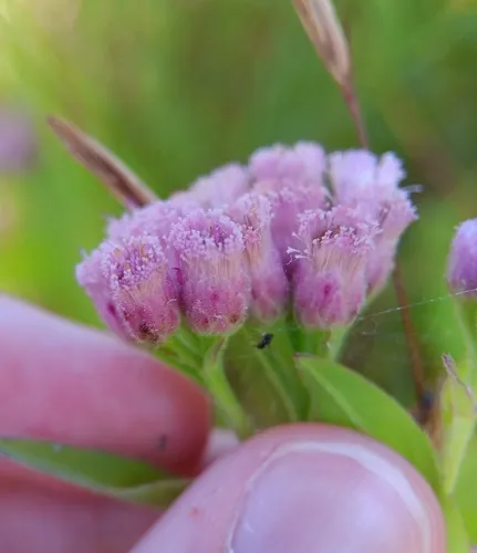 marsh fleabane