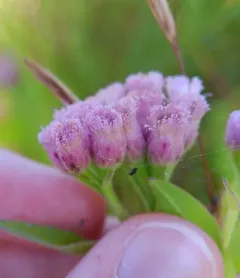 marsh fleabane thumbnail 1