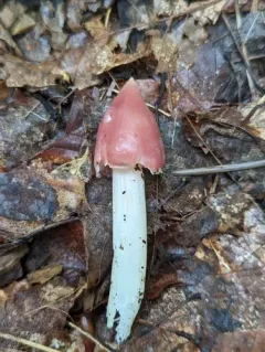 Pink Waxcap thumbnail 4