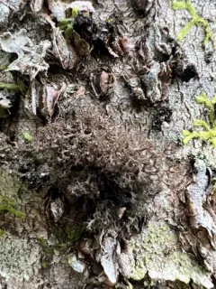 Dendriscosticta gelida thumbnail 2