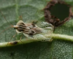 Basswood Lace Bug thumbnail 4