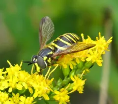 Blackshield Meadow Fly thumbnail 4