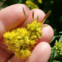 Goldentop pedicellate gall midge thumbnail 4
