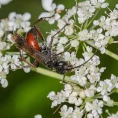 Blotchwing Spider Wasp thumbnail 4