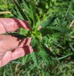 Rough Bugleweed thumbnail 3