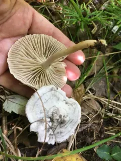 Cuphophyllus canescens thumbnail 2