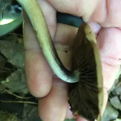 wrinkled psathyrella thumbnail 4